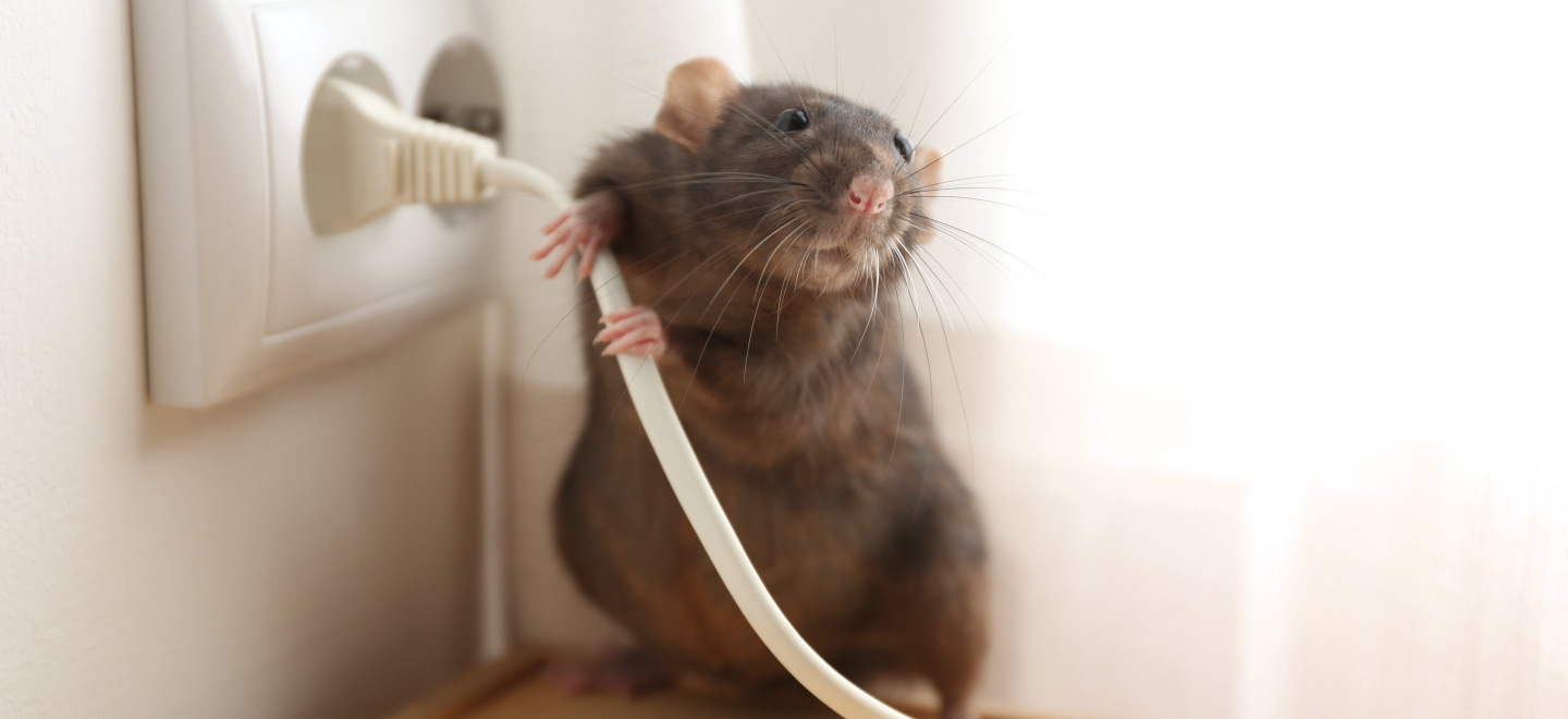 Entreprise de Dératisation des Rats & Souris Berck